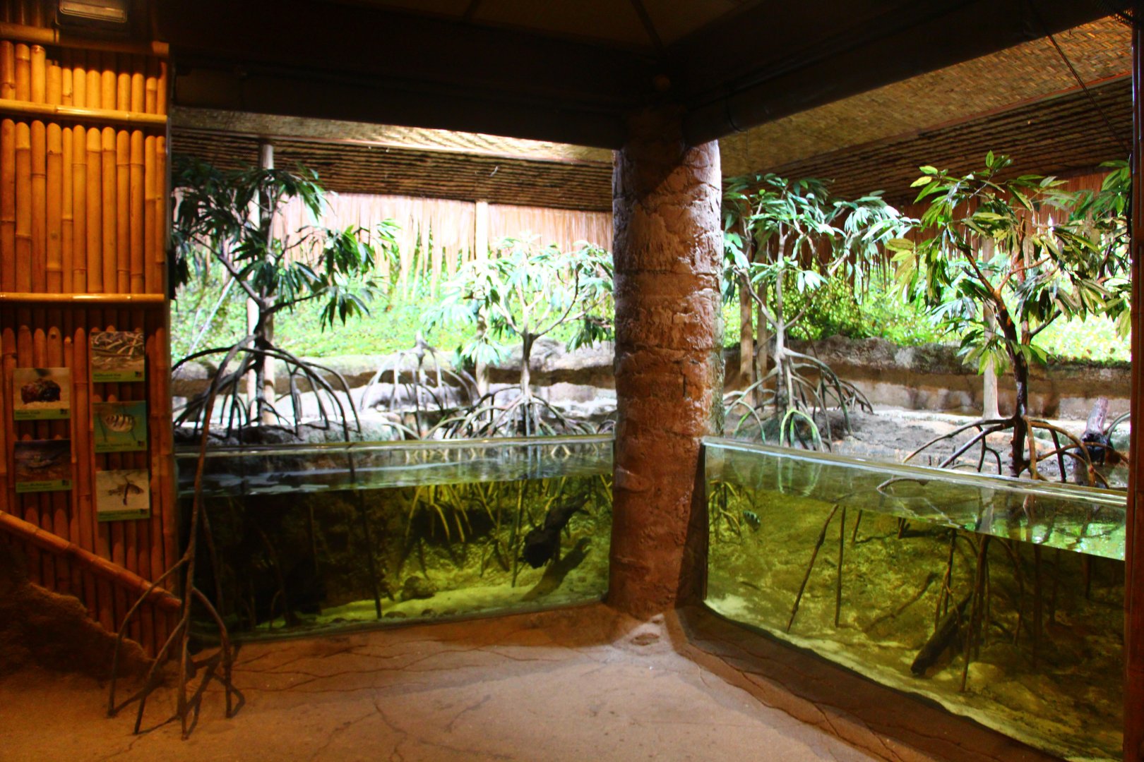 Fragile Forest - Mangrove display