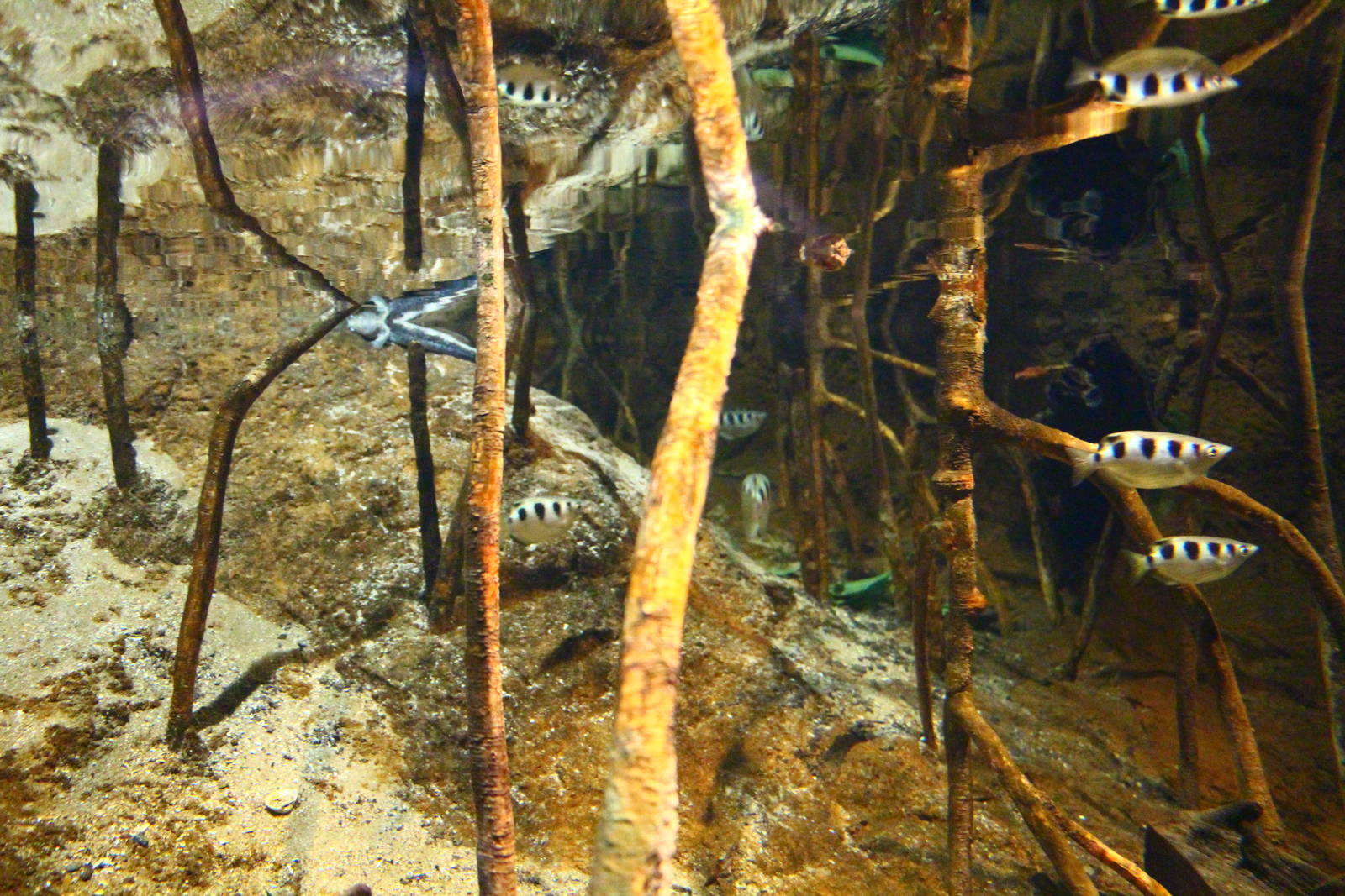 Fragile Forest - Mangrove exhibit