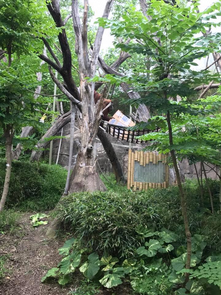 Fragile Forest- Orangutan