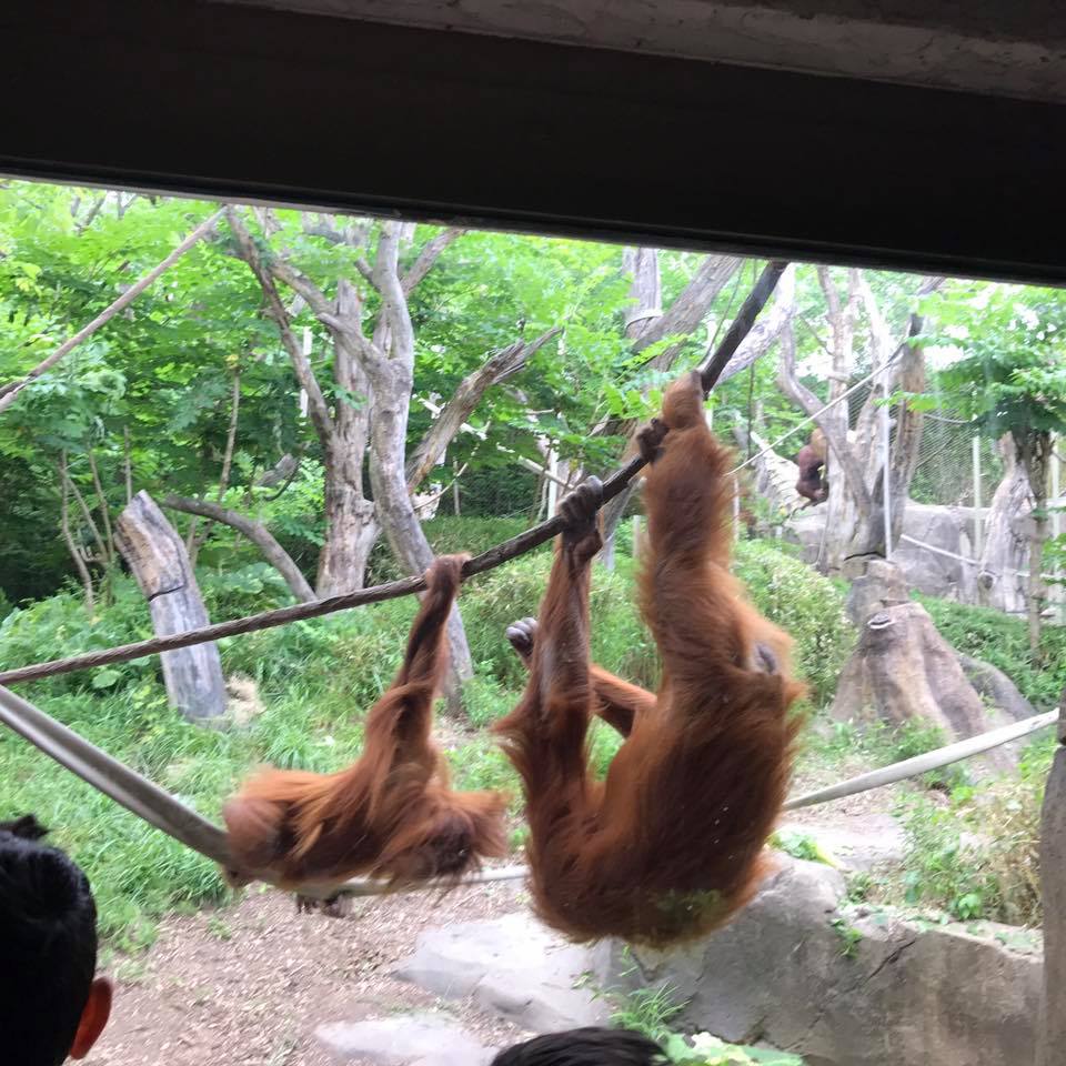 Fragile Forest- Orangutan