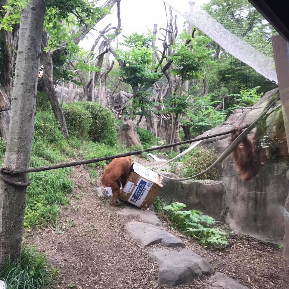 Fragile Forest- Orangutan