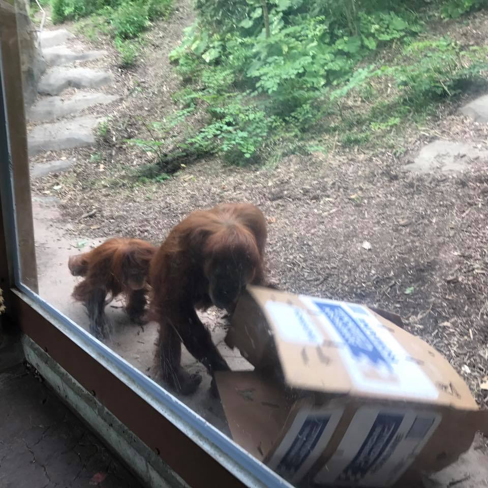 Fragile Forest- Orangutan