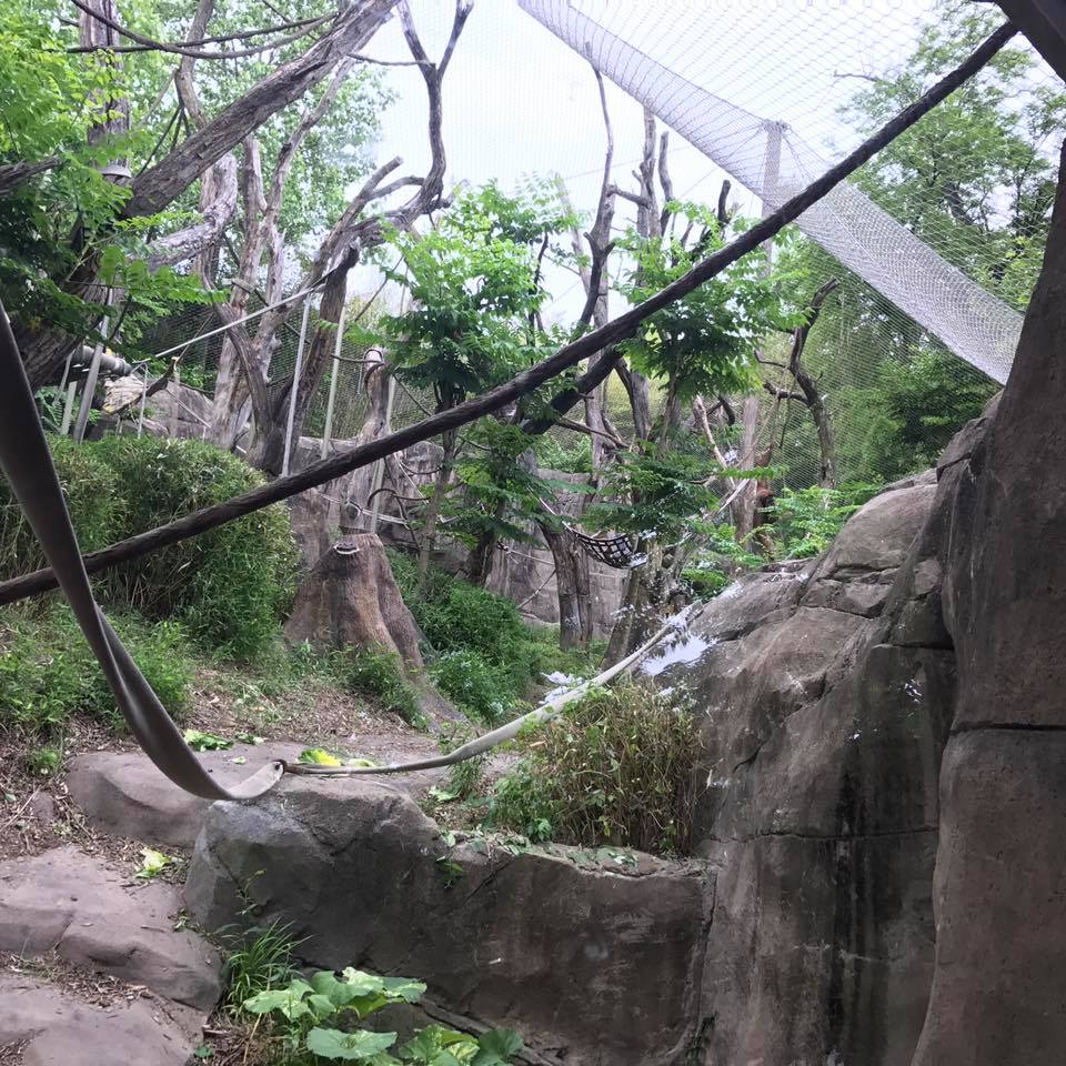 Fragile Forest- Orangutan