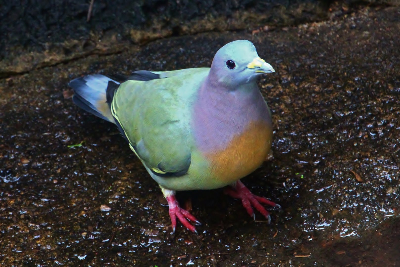 Fragile Forest - Pink-necked Green Pigeon