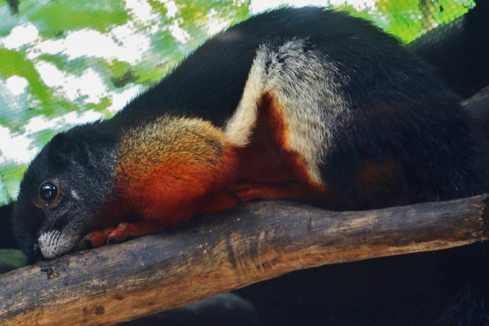 Fragile Forest - Prevost's Squirrel (Callosciurus prevostii raffleseii)