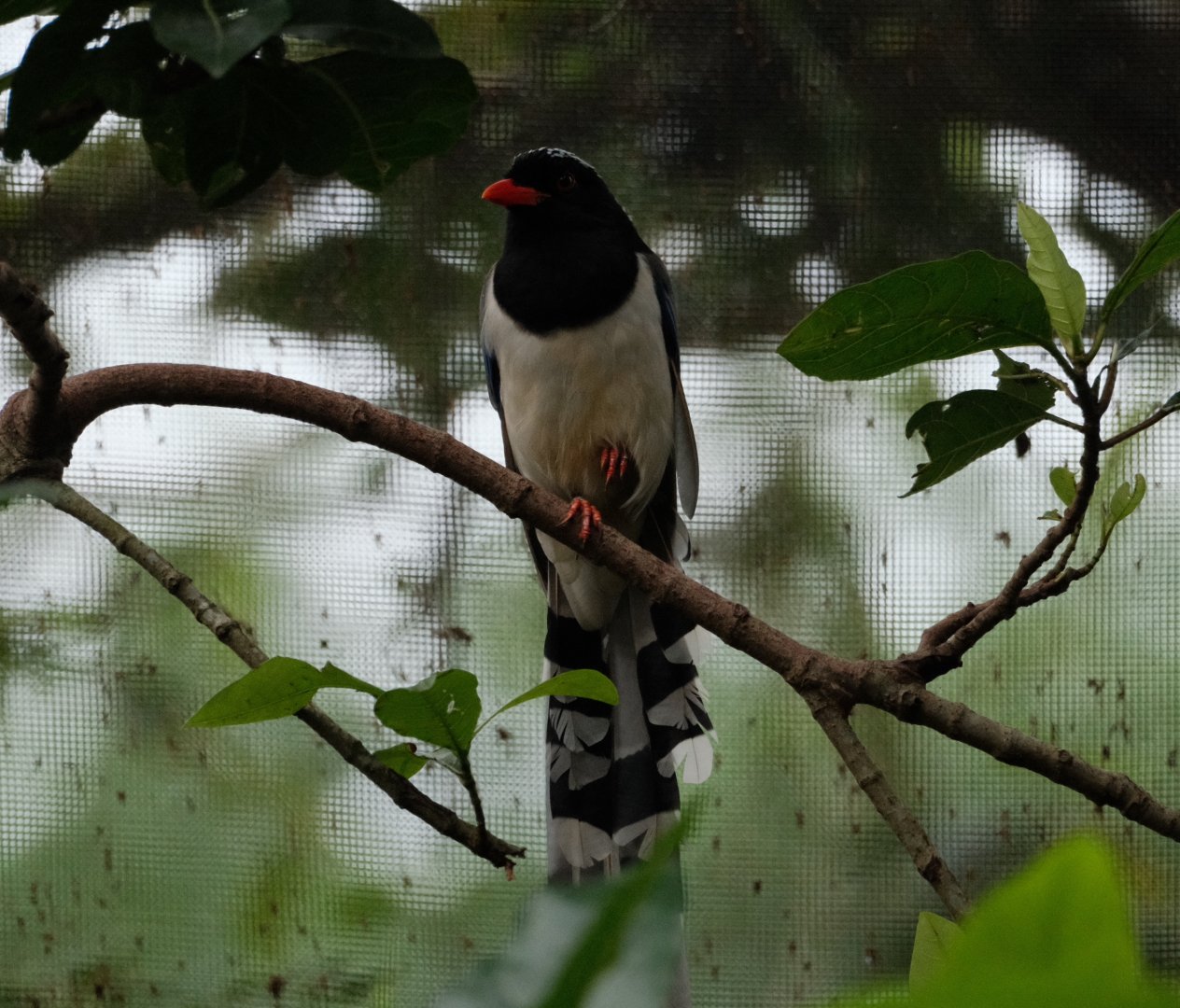 Fragile Forest - Red-billed Blue Magpie (Urocissa erythroryncha)