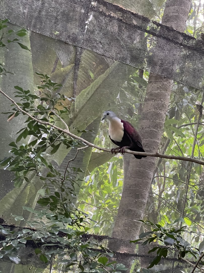 Fragile Forest - Santa Cruz Ground-dove (Alopecoenas sanctaecrucis)
