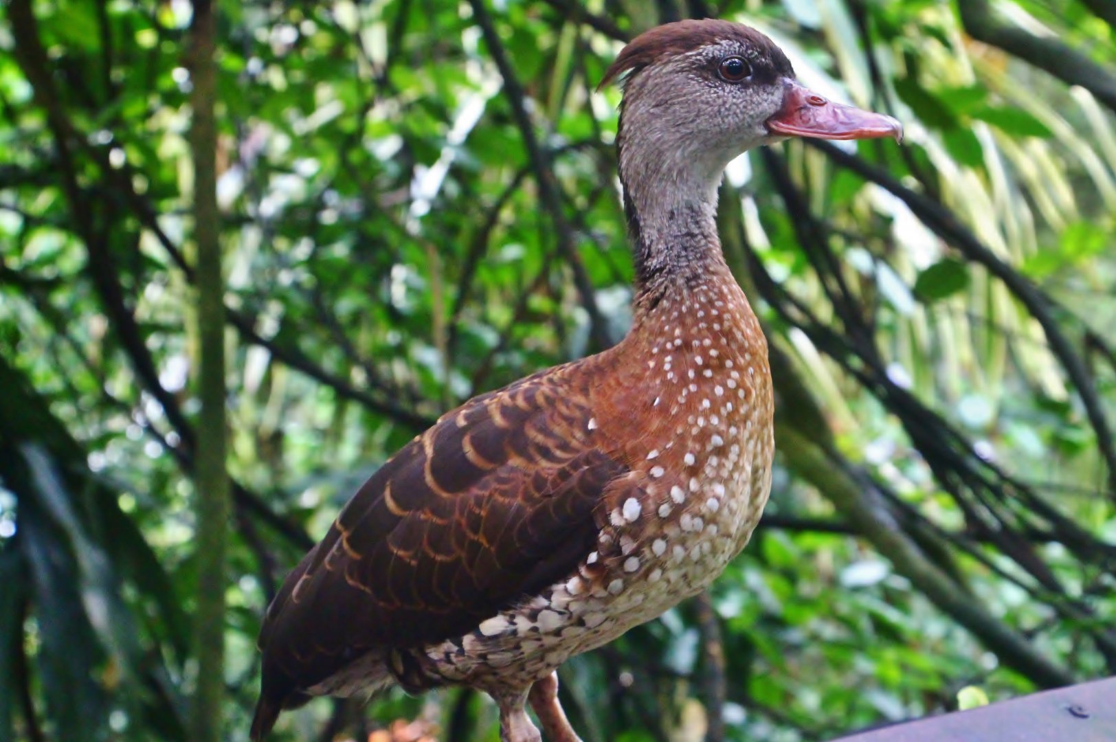 Fragile Forest - Spotted Whistling Duck
