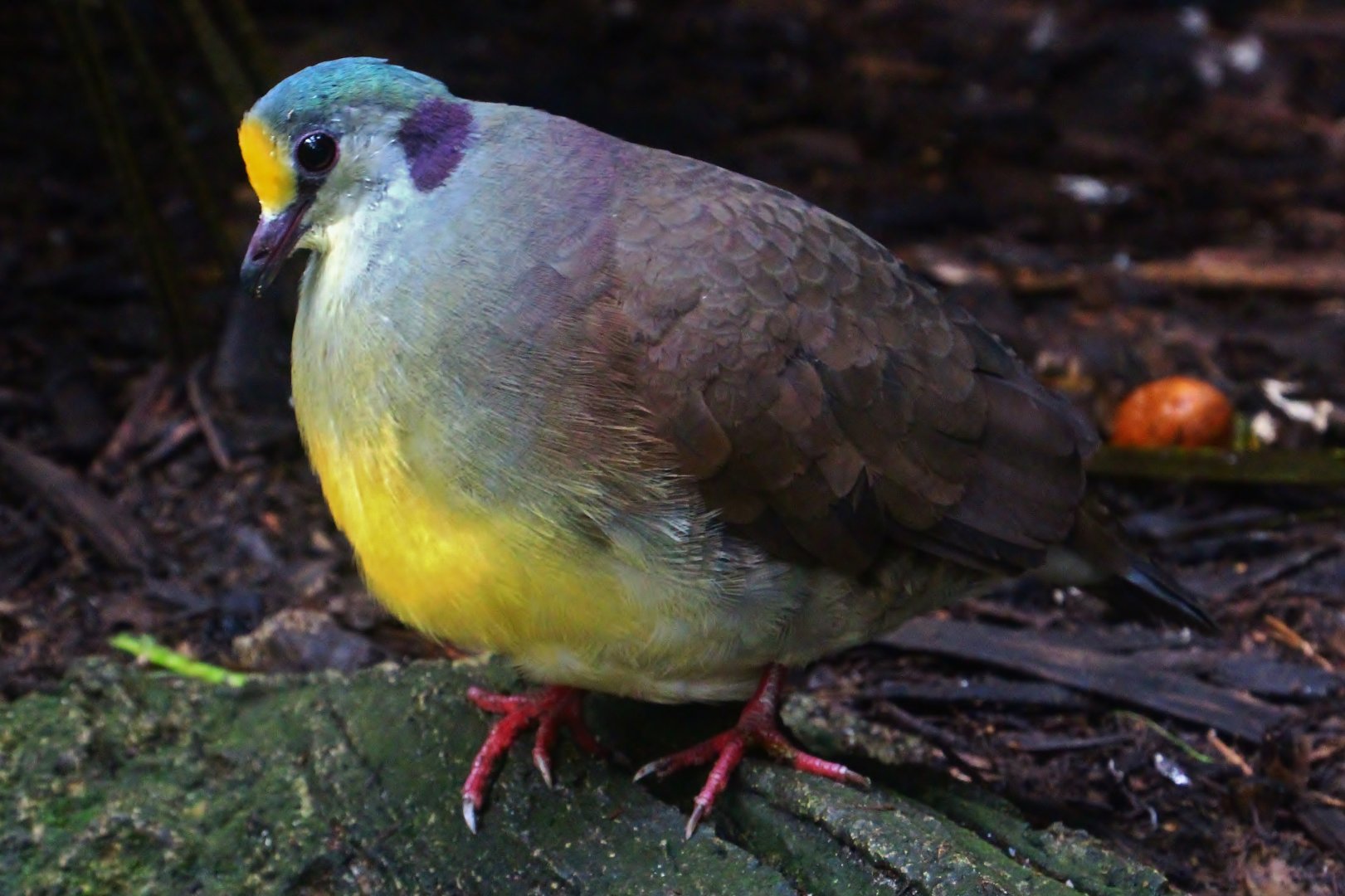 Fragile Forest - Sulawesi Ground Dove