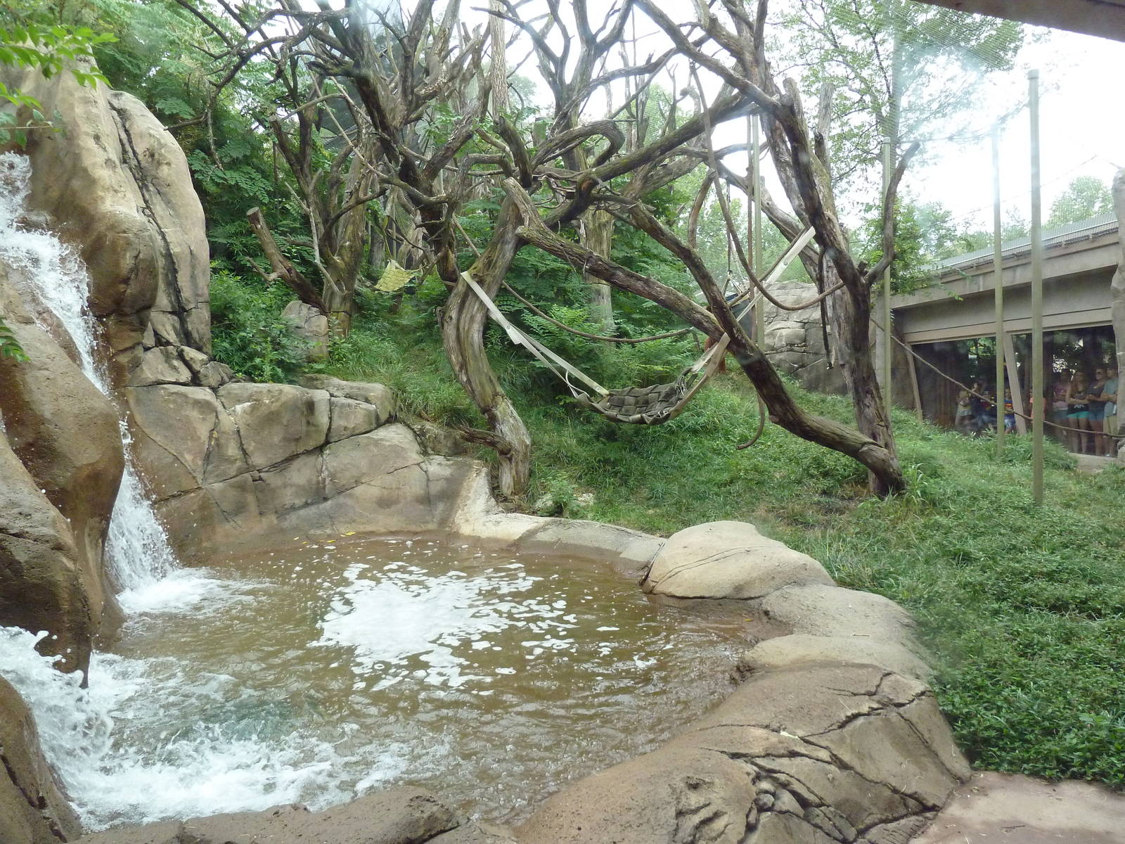 Fragile Forest - Sumatran Orangutan Outdoor Exhibit