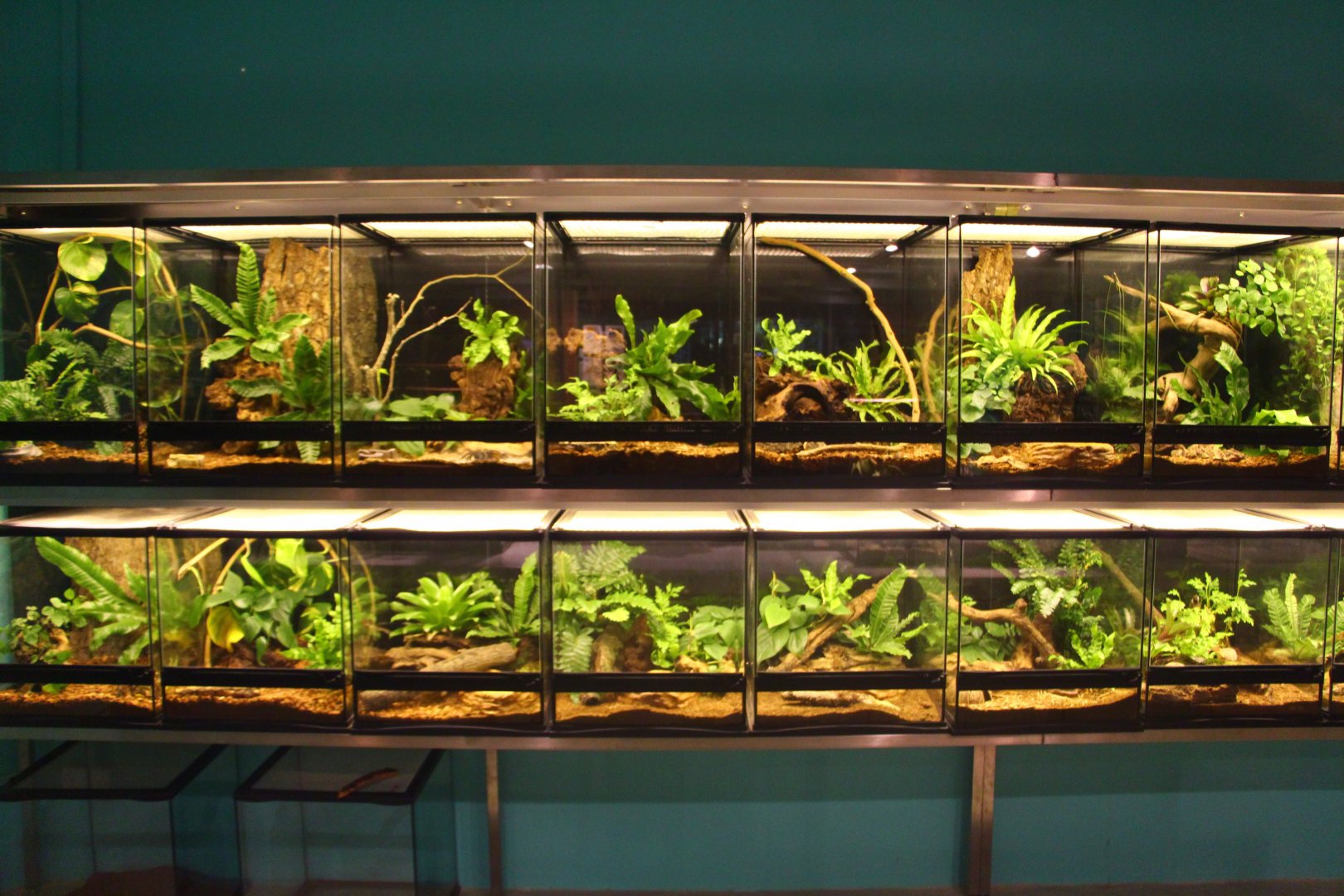 Fragile Forest - Tarantula terrariums