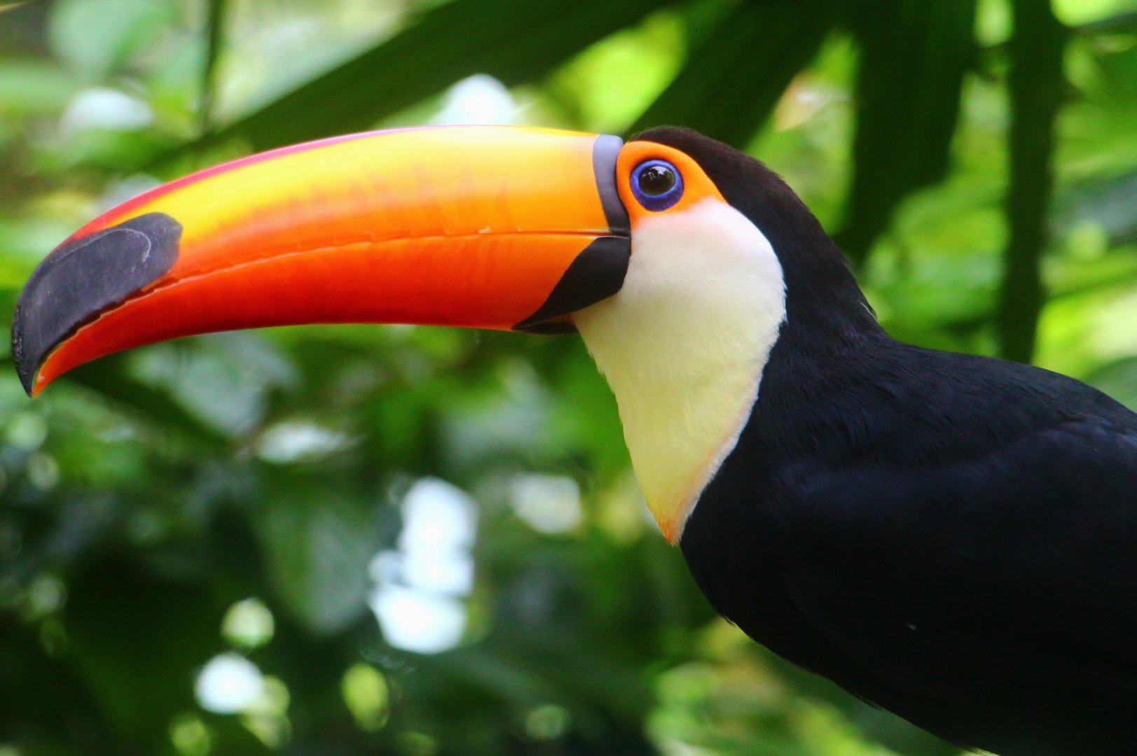 Fragile Forest - Toco Toucan