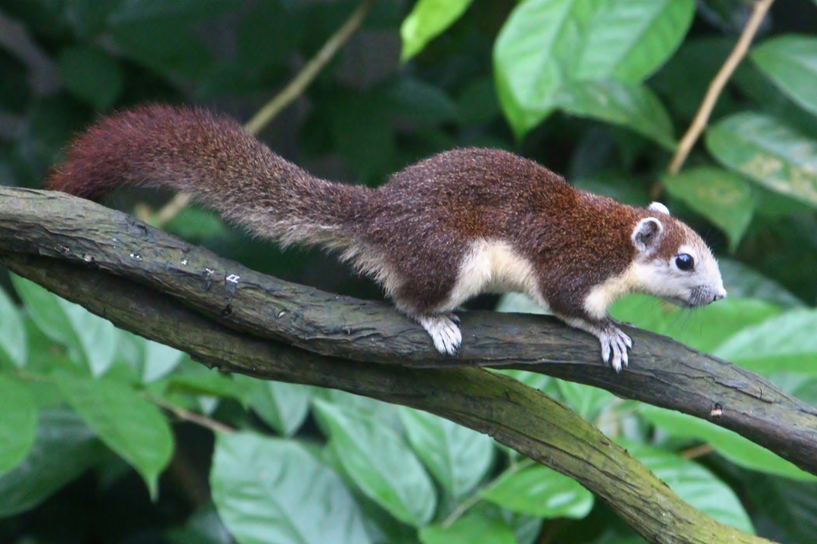 Fragile Forest - Variable Squirrel (Callosciurus finlaysonii)