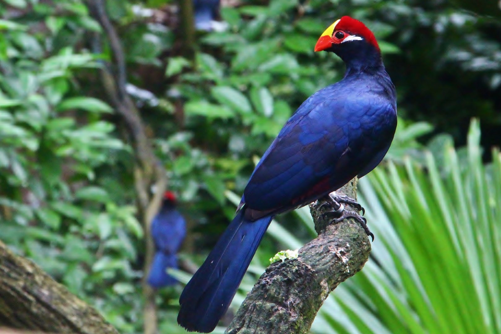 Fragile Forest - Violet Turaco