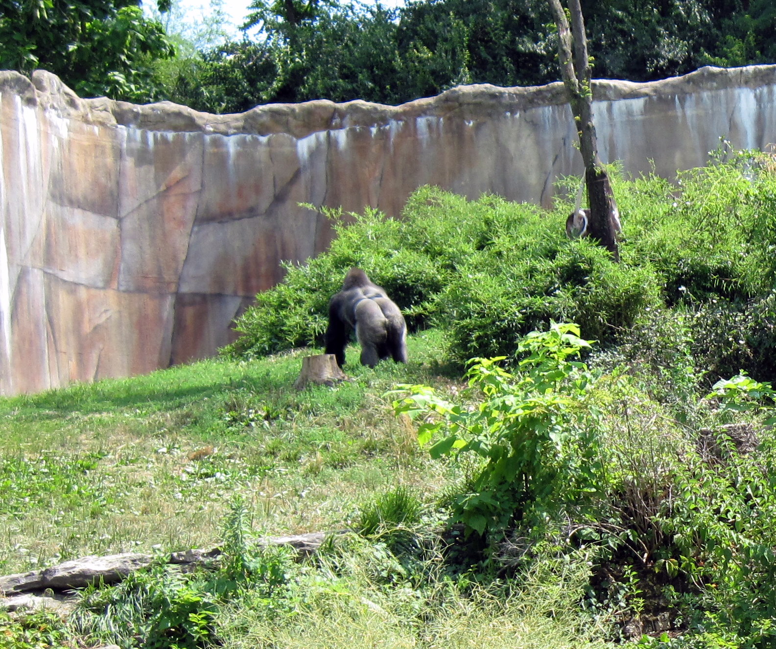 Fragile Forest-Western Gorilla