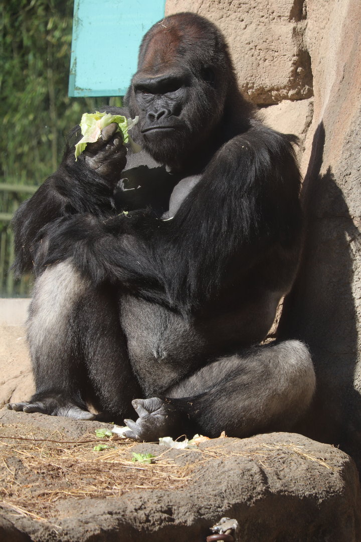 Fragile Forest - Western Lowland Gorilla