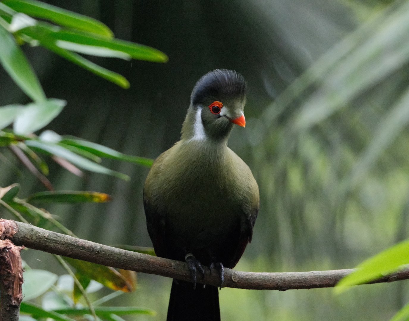Fragile Forest - White-cheeked Turaco (Tauraco leucotis)