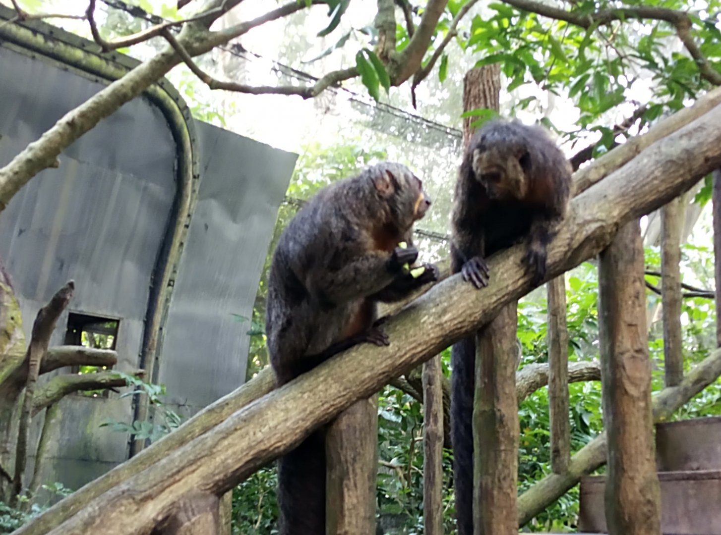 Fragile Forest - White-faced saki