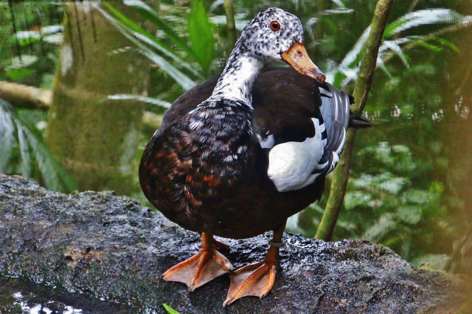 Fragile Forest - White-winged Duck