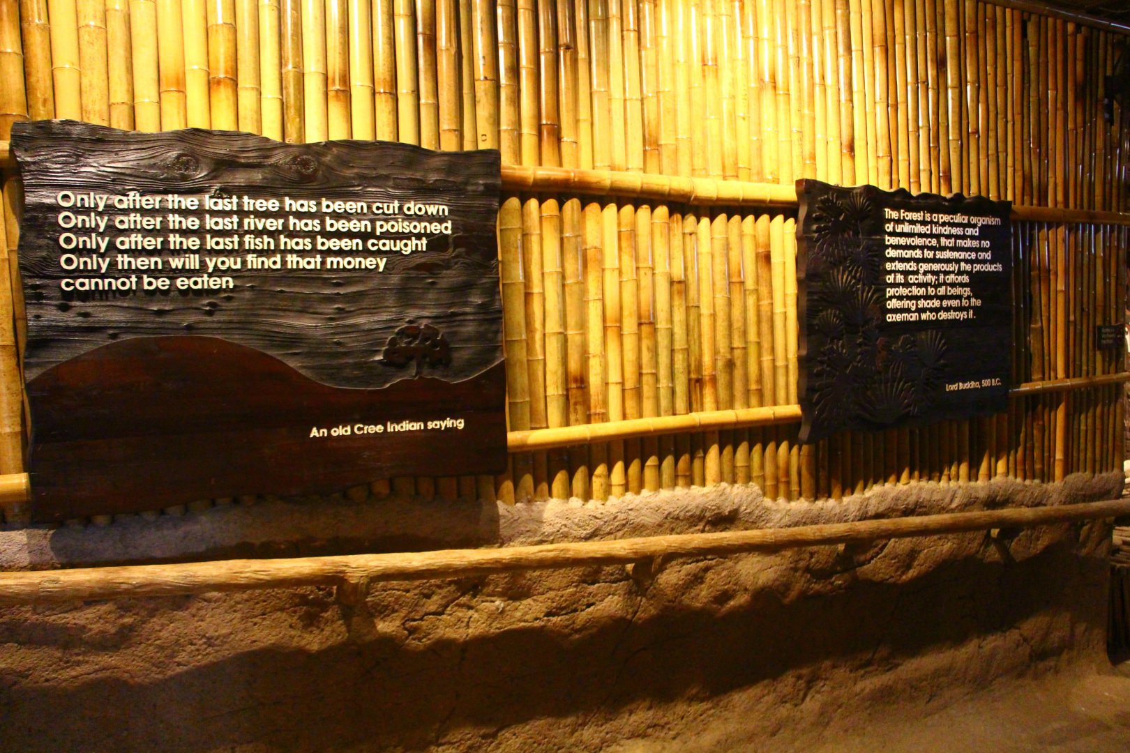 Fragile Forest - Wise words