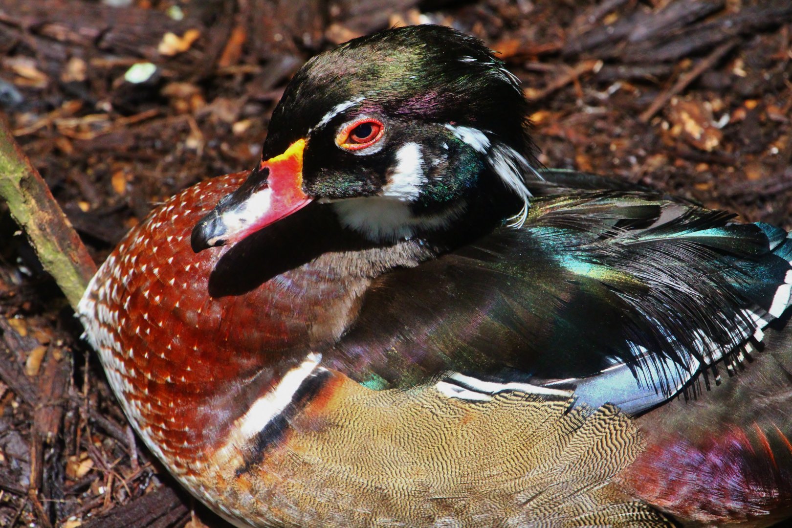 Fragile Forest - Wood Duck