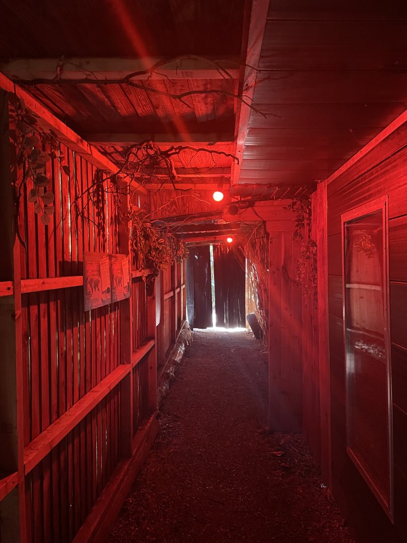 “Fragile Forests At Night”