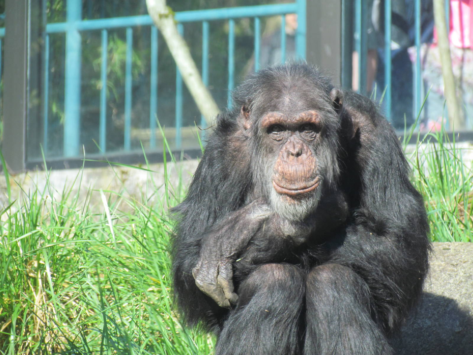 Fragile Forests - Chimpanzees