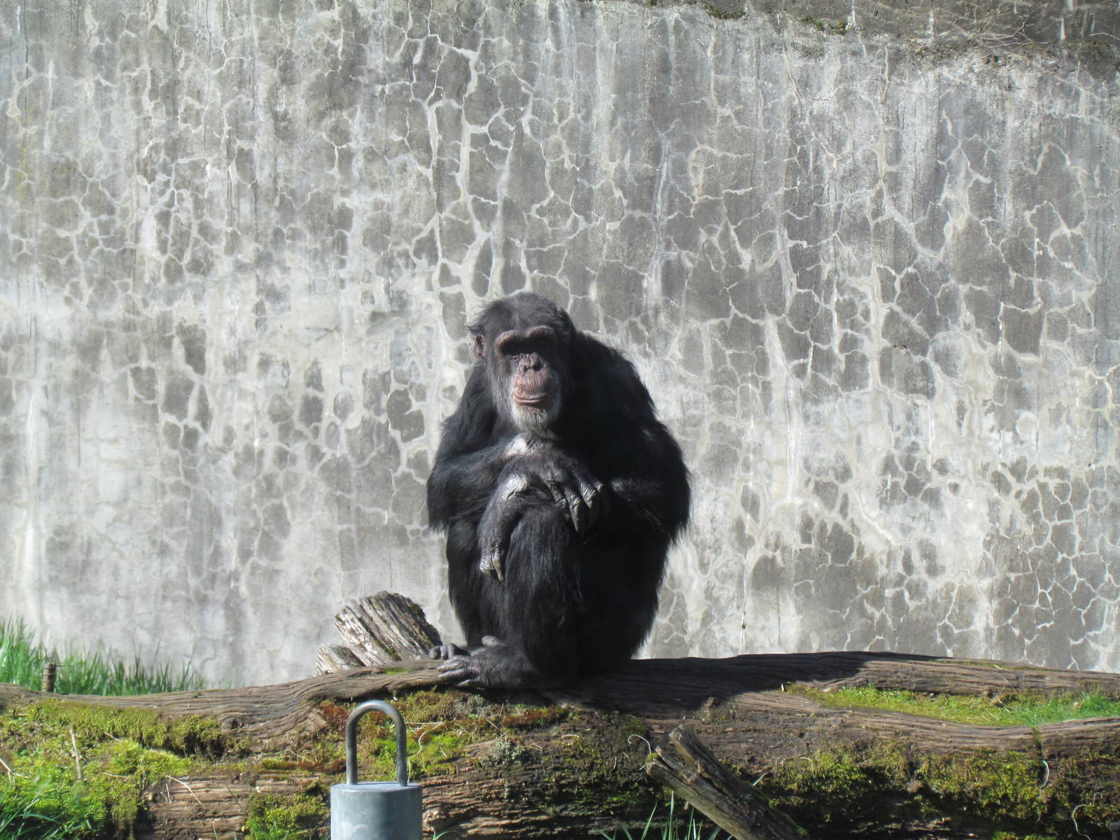 Fragile Forests - Chimpanzees