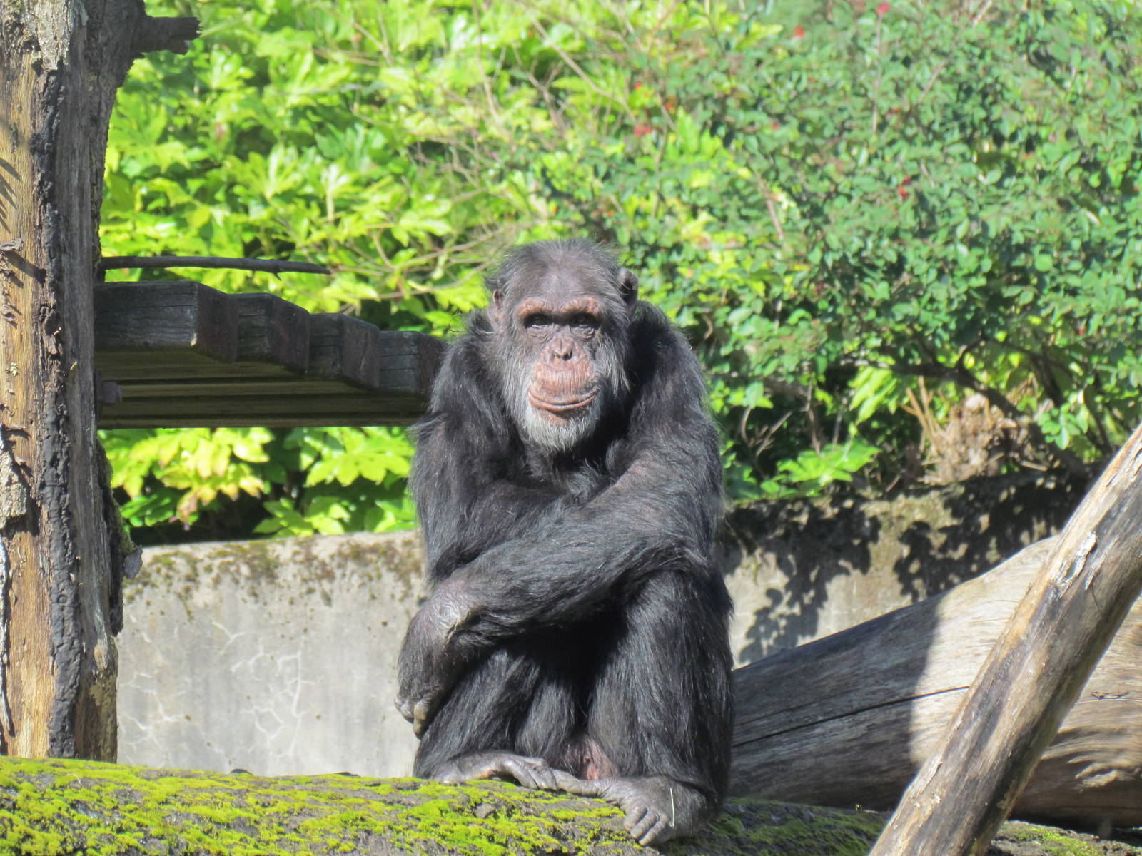 Fragile Forests - Chimpanzees