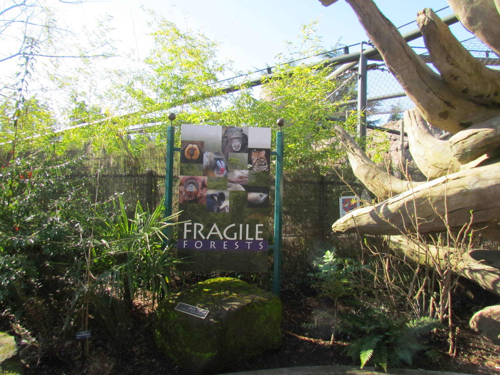 Fragile Forests - Entrance