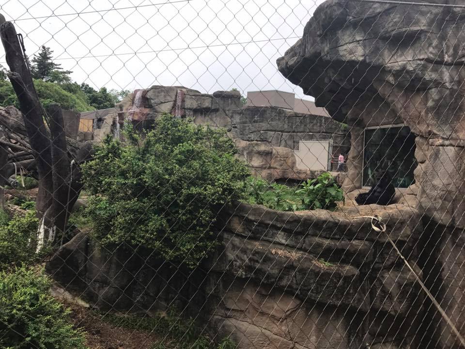 Fragile Forst- Gorilla