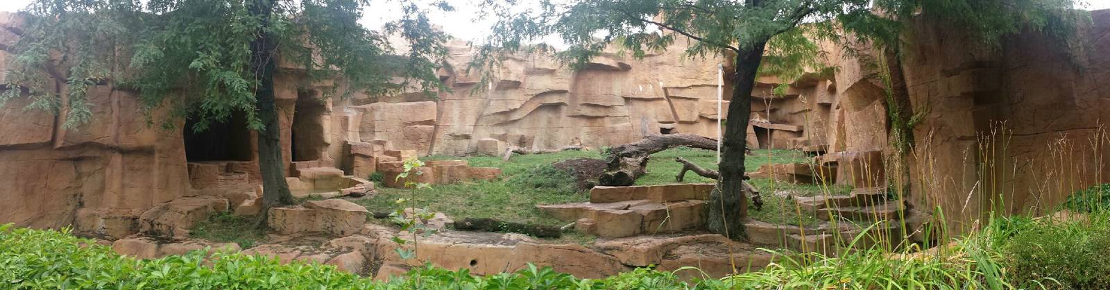 Fragile Kingdom - Big Cats - African Lion Exhibit