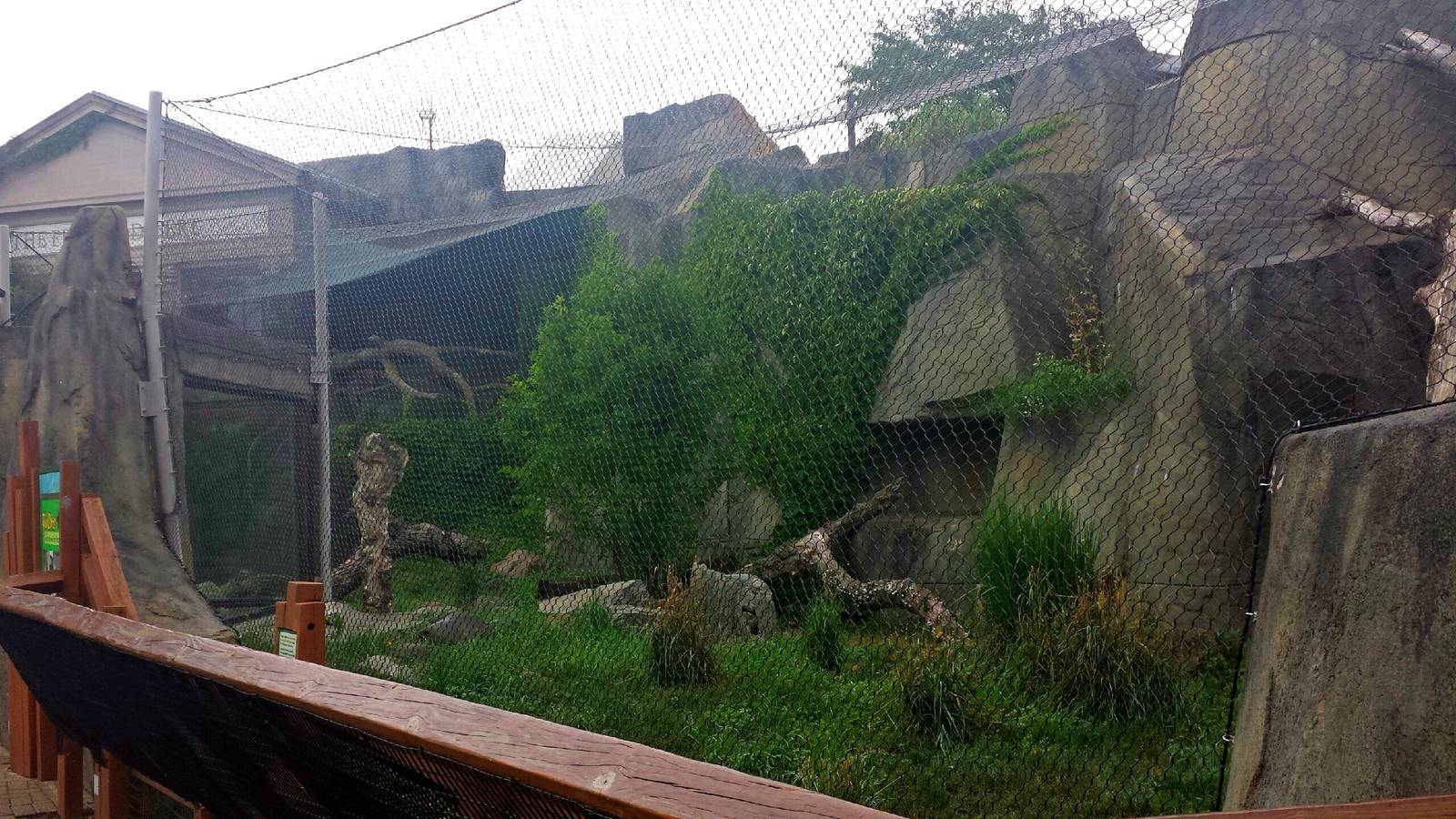 Fragile Kingdom - Big Cats - Amur Leopard Exhibit