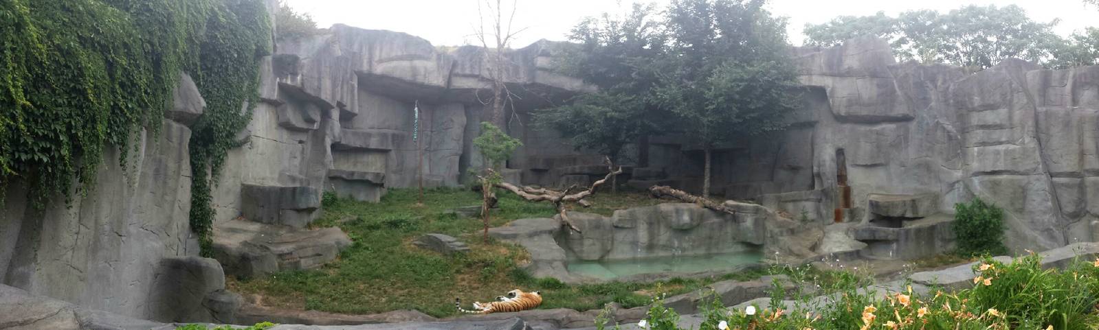 Fragile Kingdom - Big Cats - Amur Tiger Exhibit