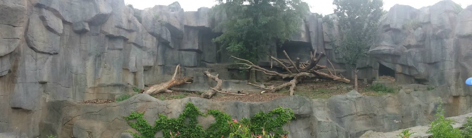 Fragile Kingdom - Big Cats - Sloth Bear Exhibit