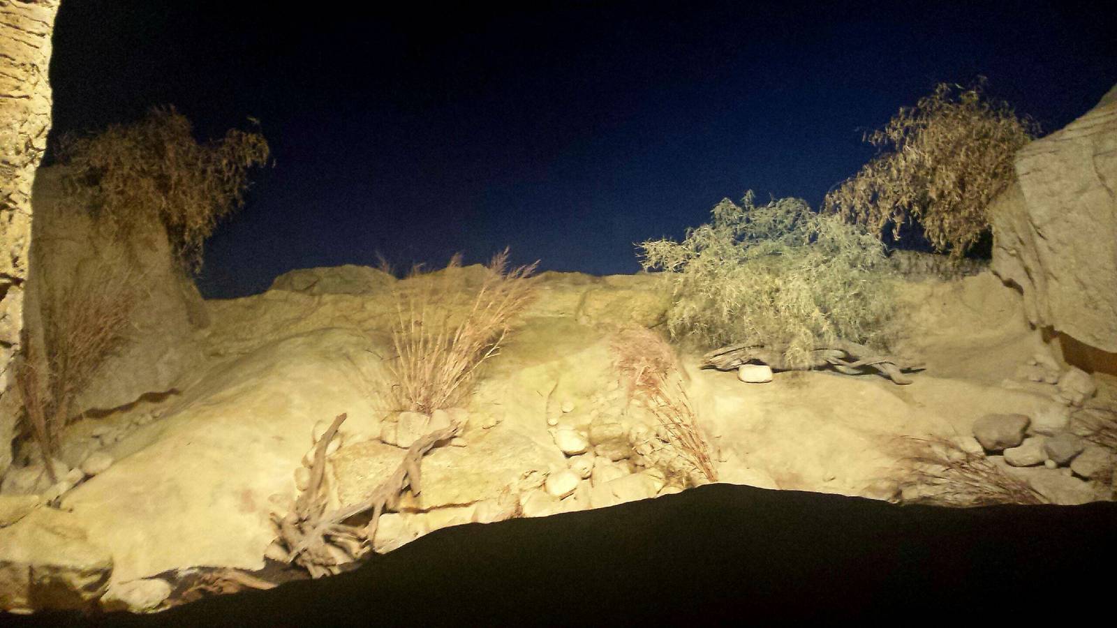 Fragile Kingdom - Fragile Desert - Bat-eared Fox Exhibit