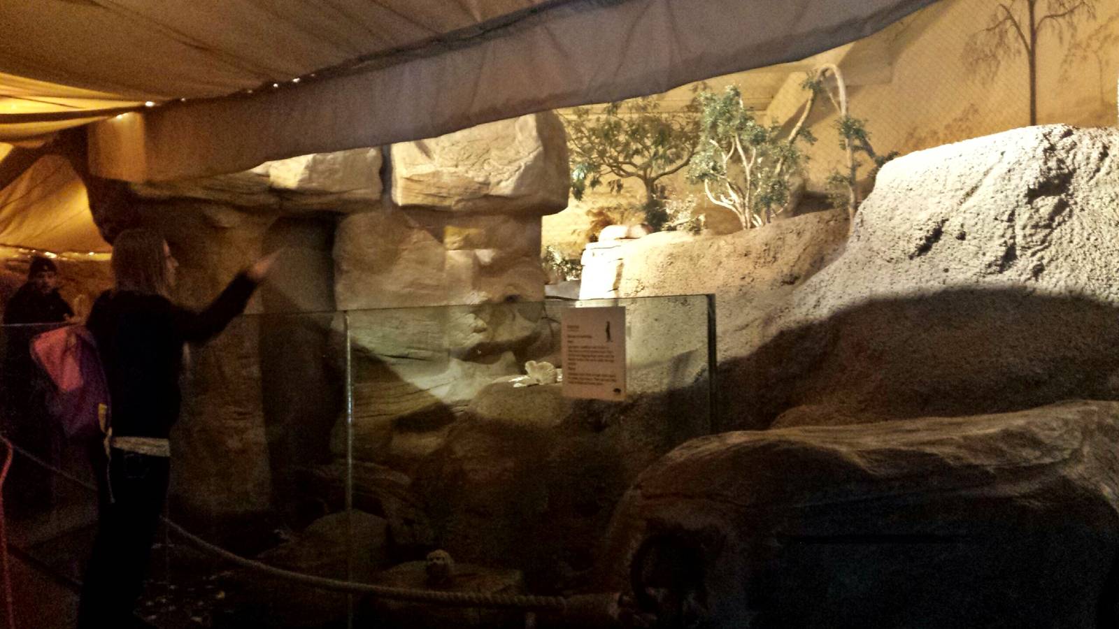 Fragile Kingdom - Fragile Desert - Meerkat Exhibit