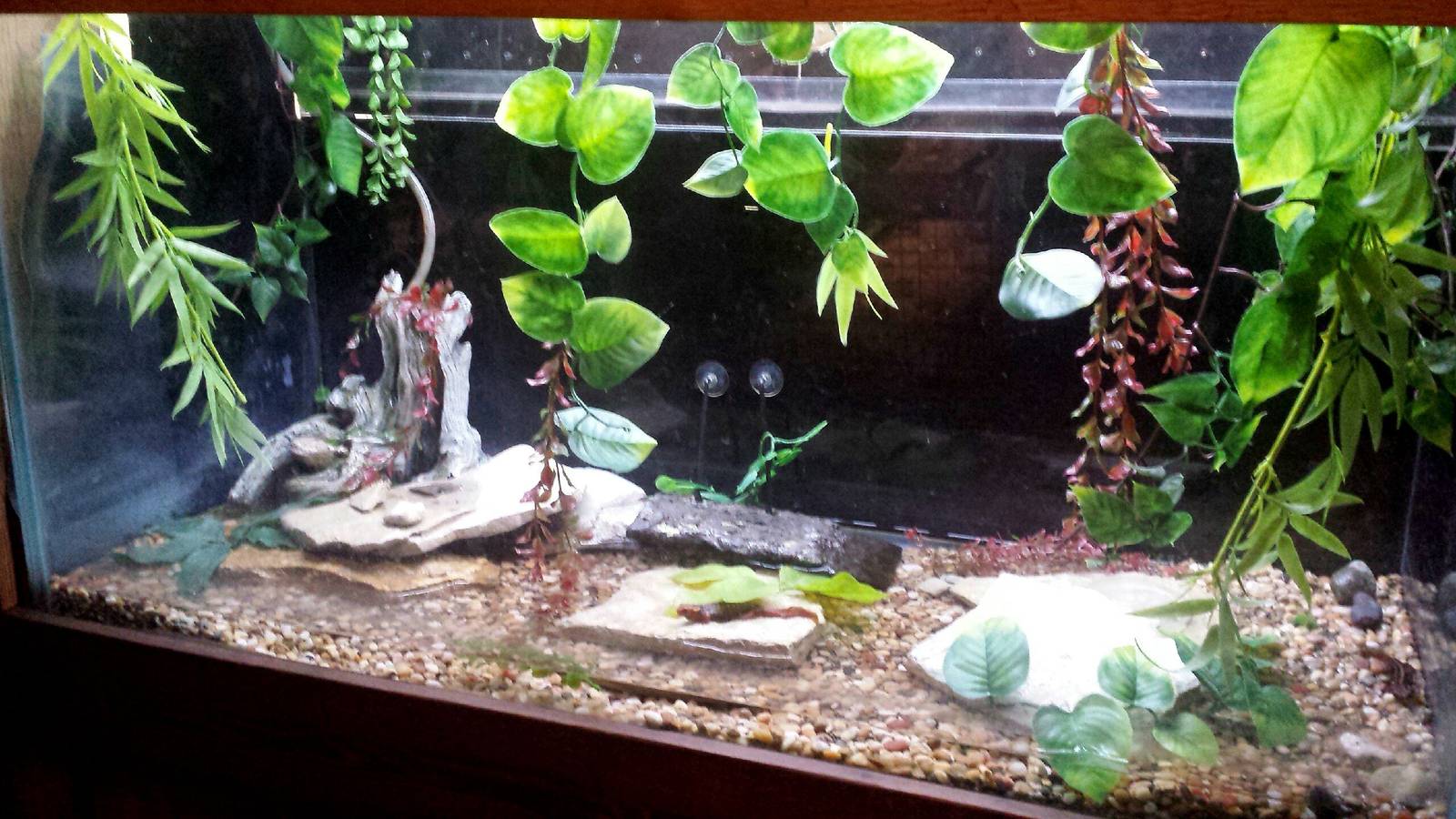 Fragile Kingdom - Fragile Rain Forest - Chinese Newt Exhibit