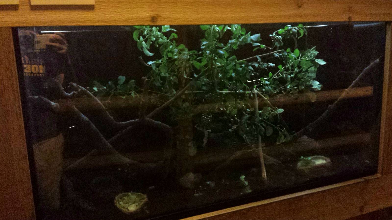 Fragile Kingdom - Fragile Rain Forest - Giant Millipede + Giant Spiny Insec