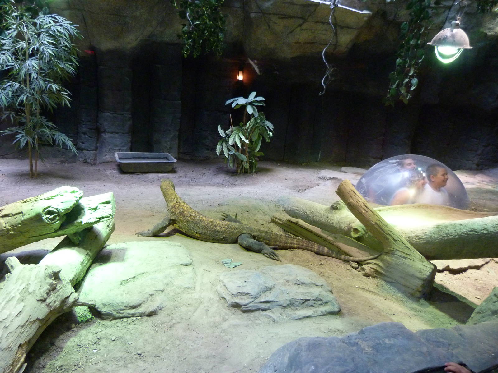 Fragile Kingdom - Komodo Dragon (7-18-12)