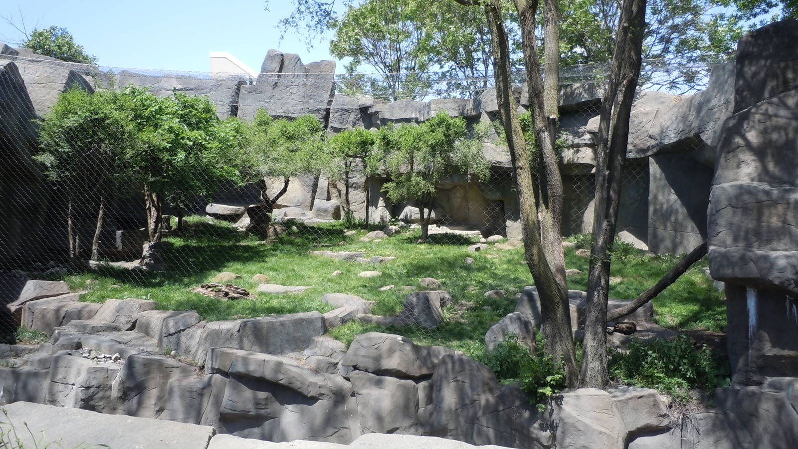 Fragile Kingdom-Snow Leopard