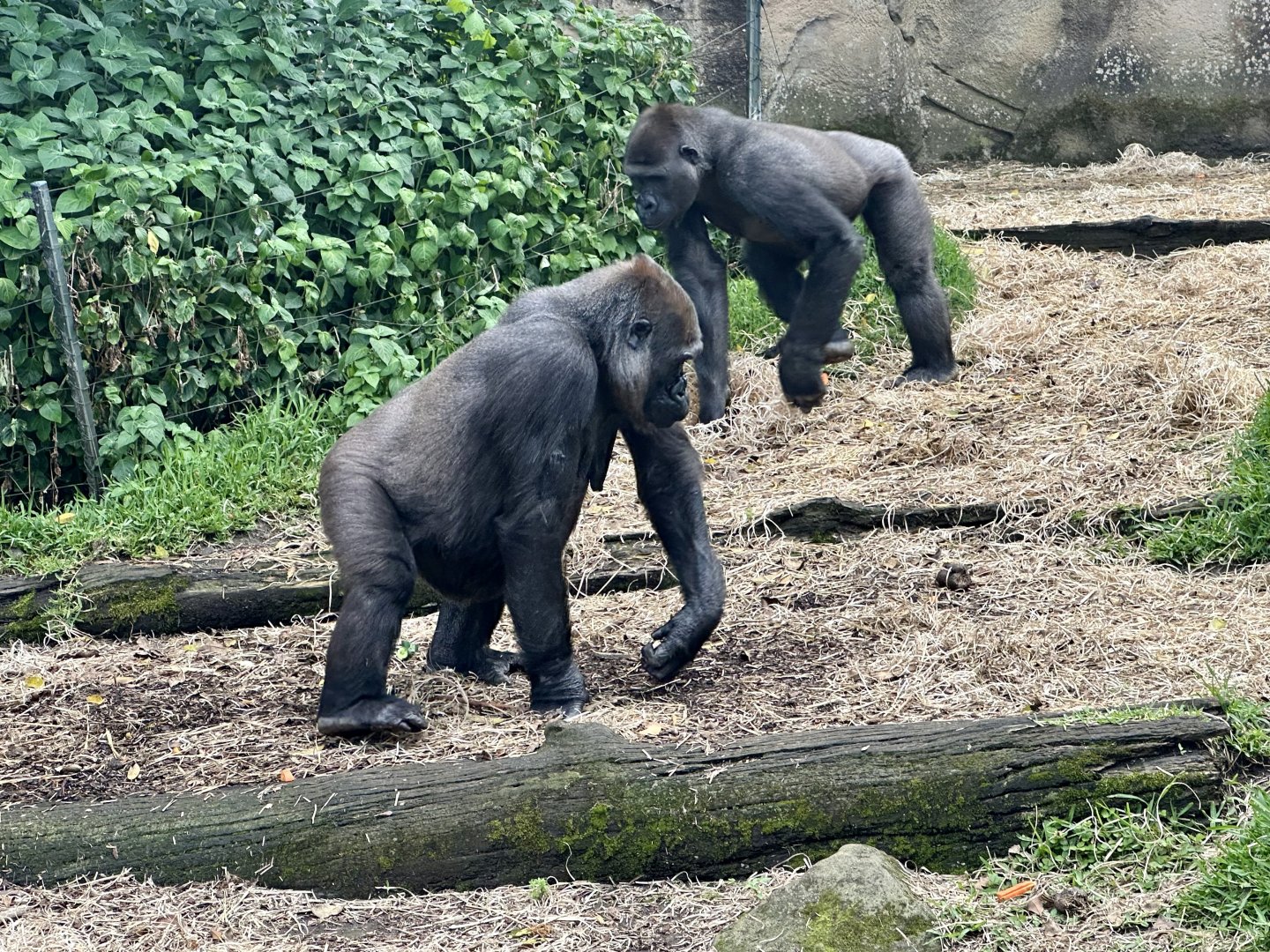 Frala and Mjukuu (Western Lowland Gorillas)