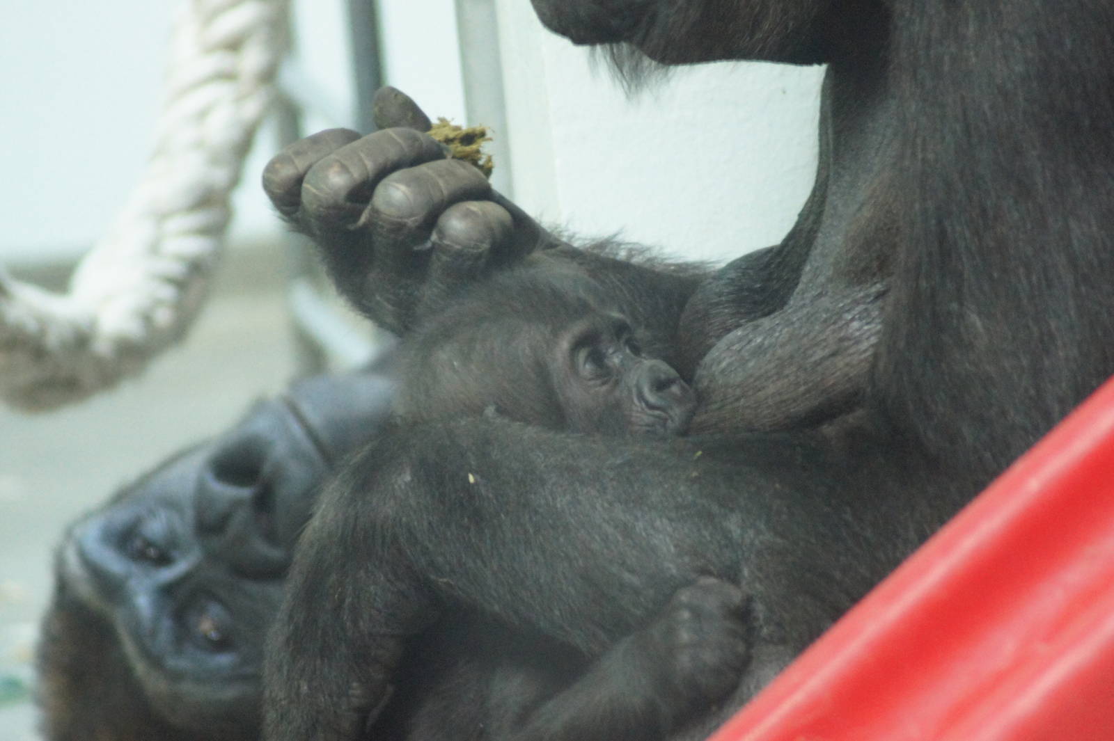 Frala nursing Fabumi