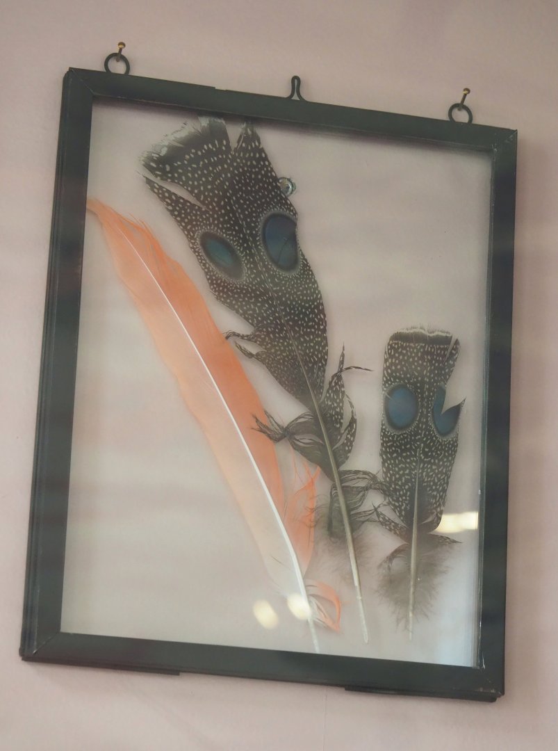 Framed Flamingo and Peacock-pheasant feathers, 2022-05-26