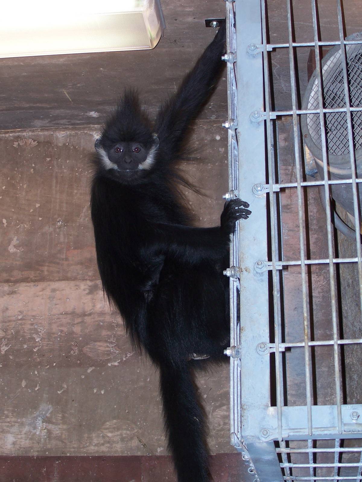 Fran?ois' Langur (Trachypithecus francoisi)