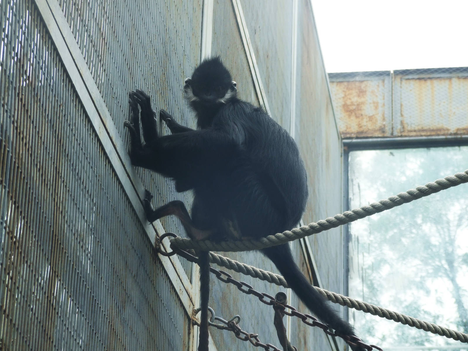Fran?ois?s Langur with baby
