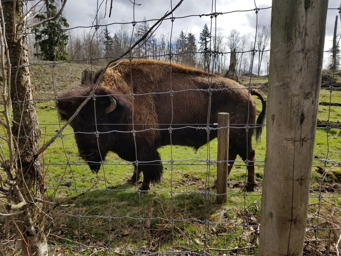 Francis (Plains bison)