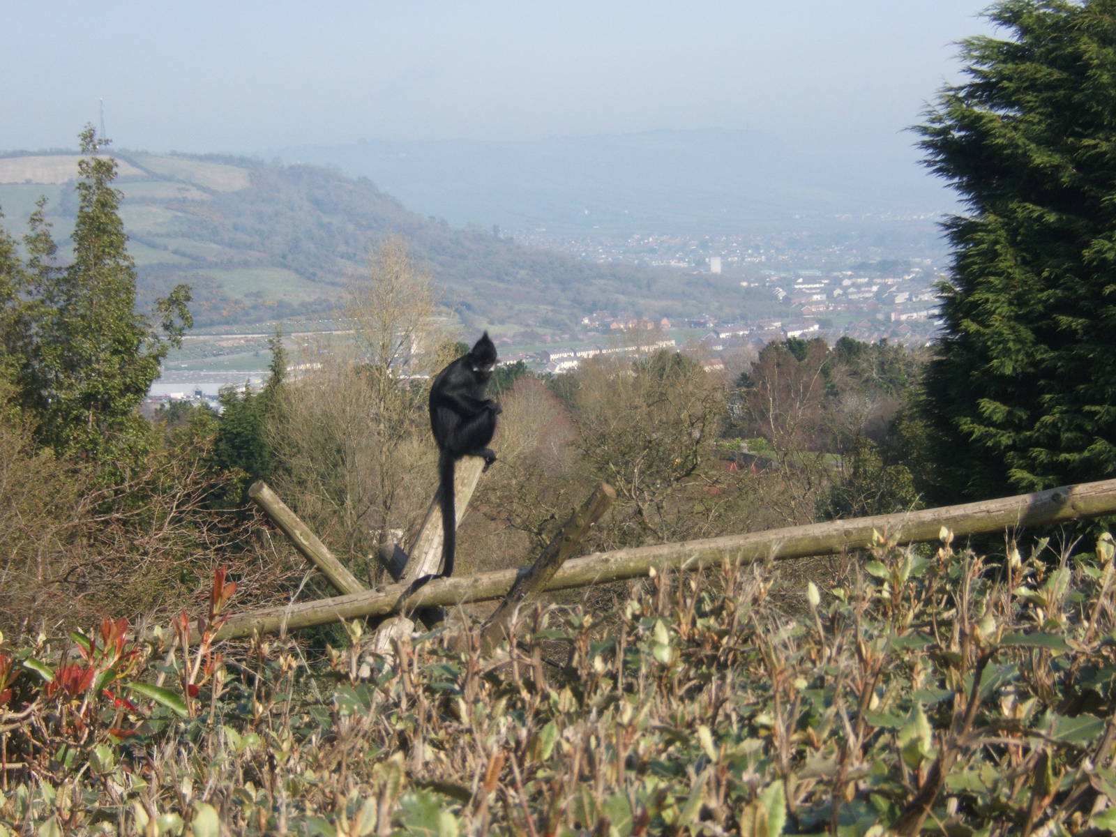 Francois languar and a view of Belfast City