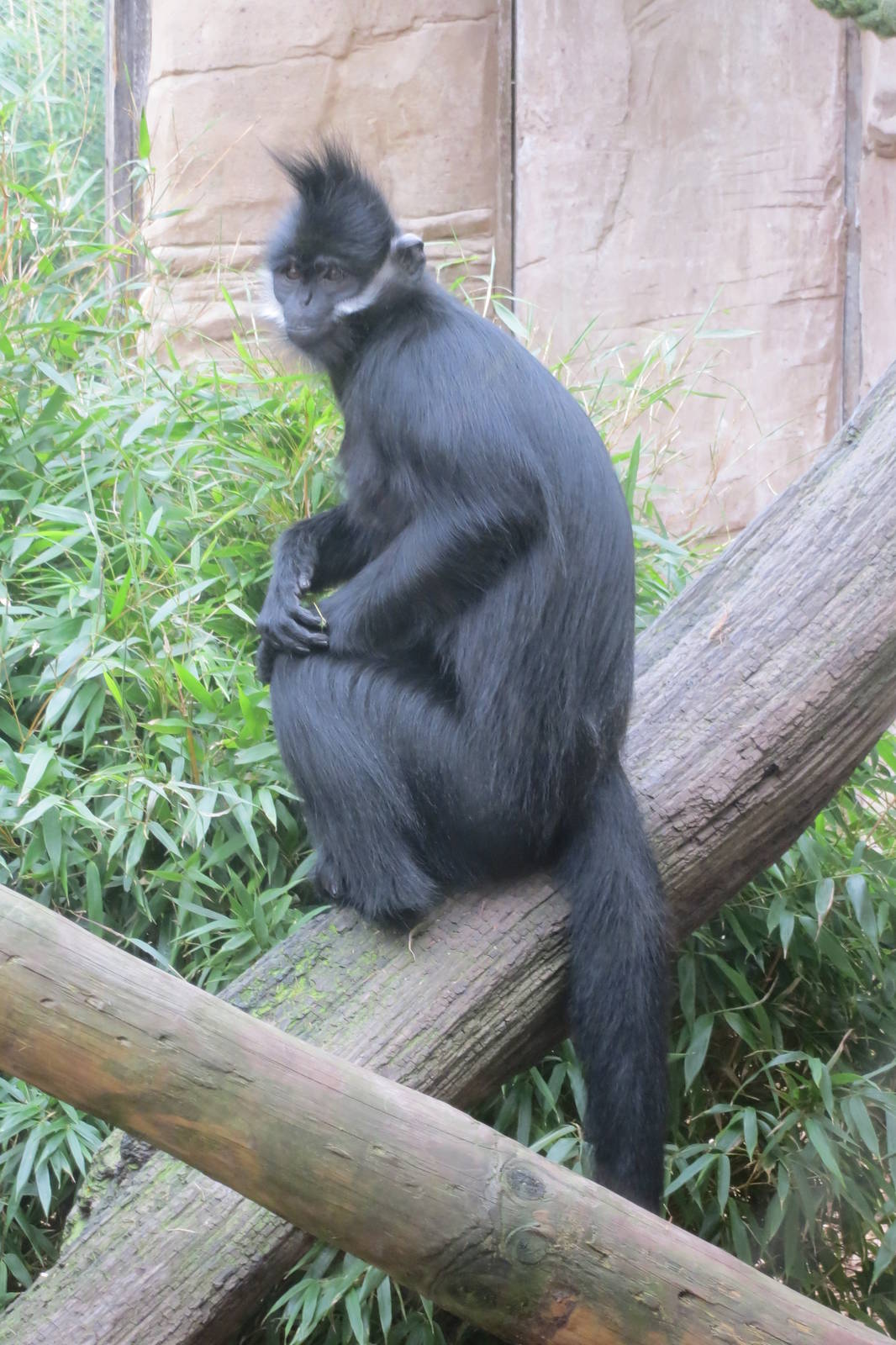 francois langur 020313