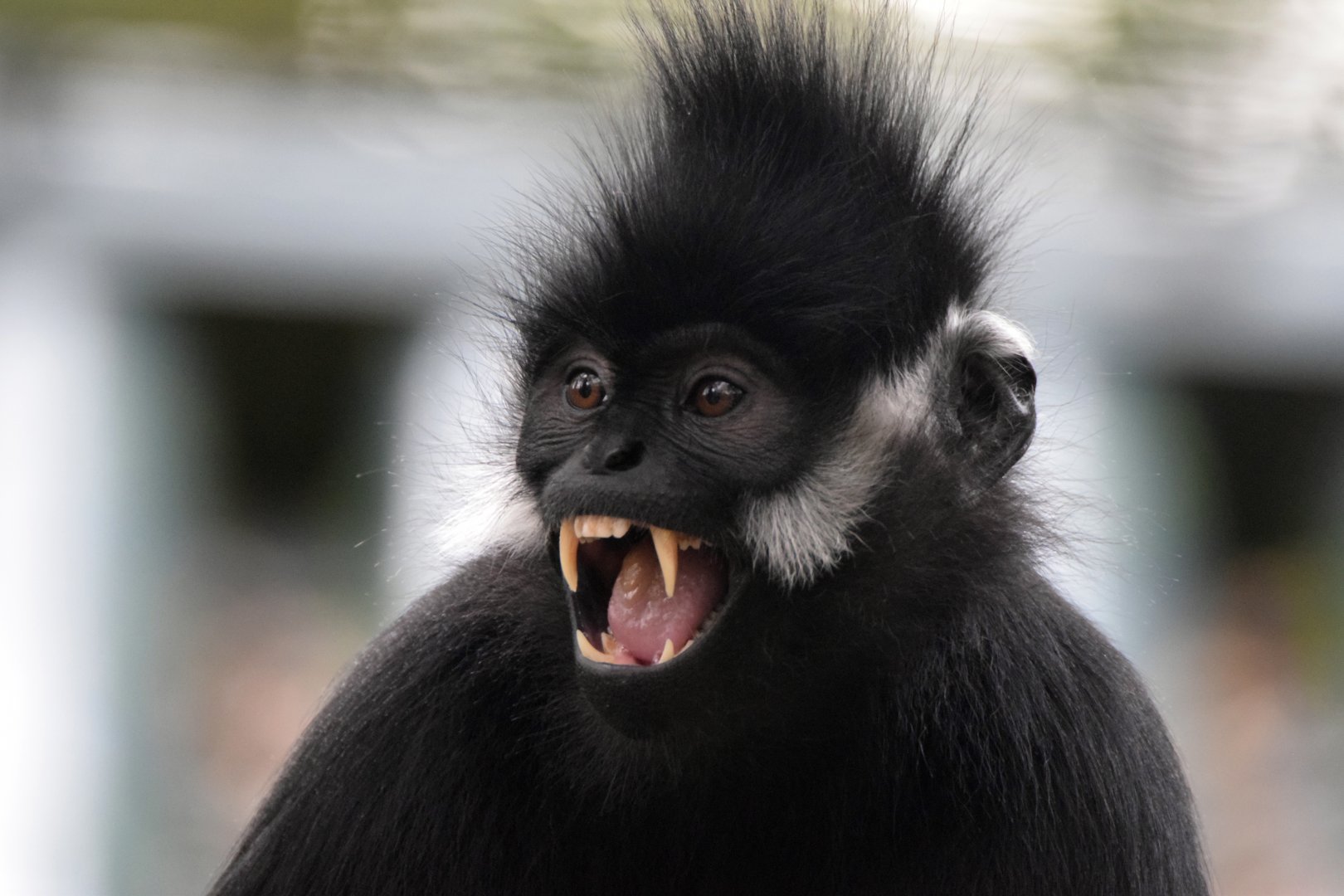 Francois´ langur, 19.10.2019